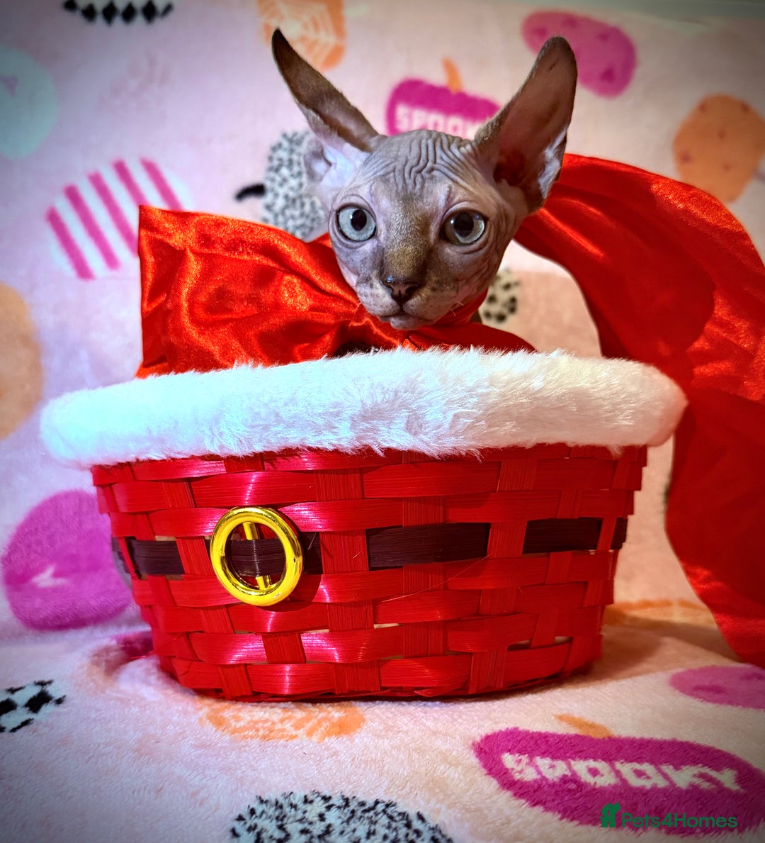 Sphynx cats for sale:  ** ✨ Exquisite Sphynx Kittens  **  - Advert 10