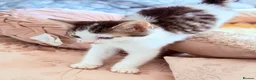 Domestic Shorthair cats for sale: Stunning British Tabby Kittens – Ready April 4th - Advert 23
