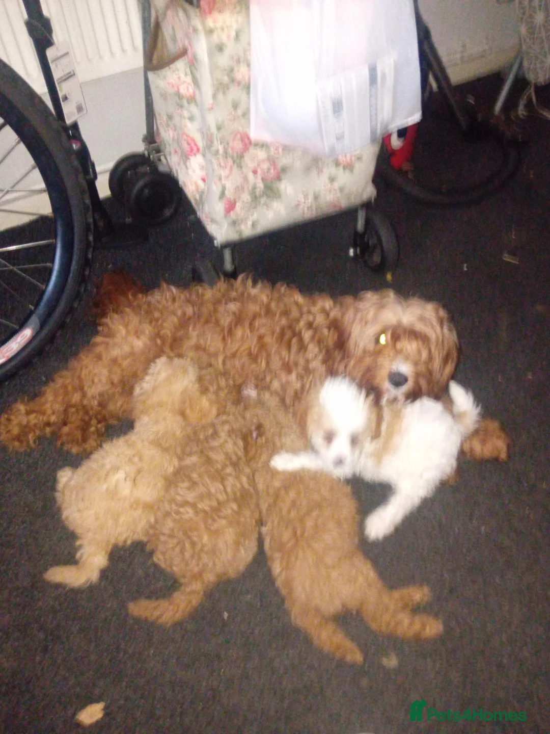 Cavapoo dogs for sale: F1b cavapoo  - Advert 2