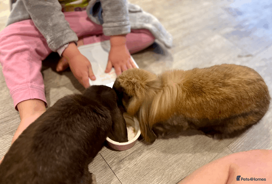 Mixed Breed rabbits for sale: 2 x Bonded Mini Lop X Lionhead Rabbits  - Image 12