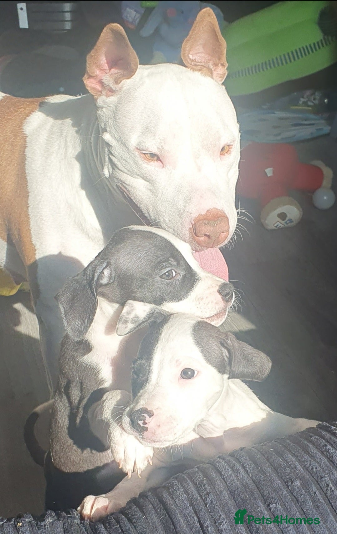 Mixed Breed dogs for sale: Great dane cross staffy girl  - Image 2