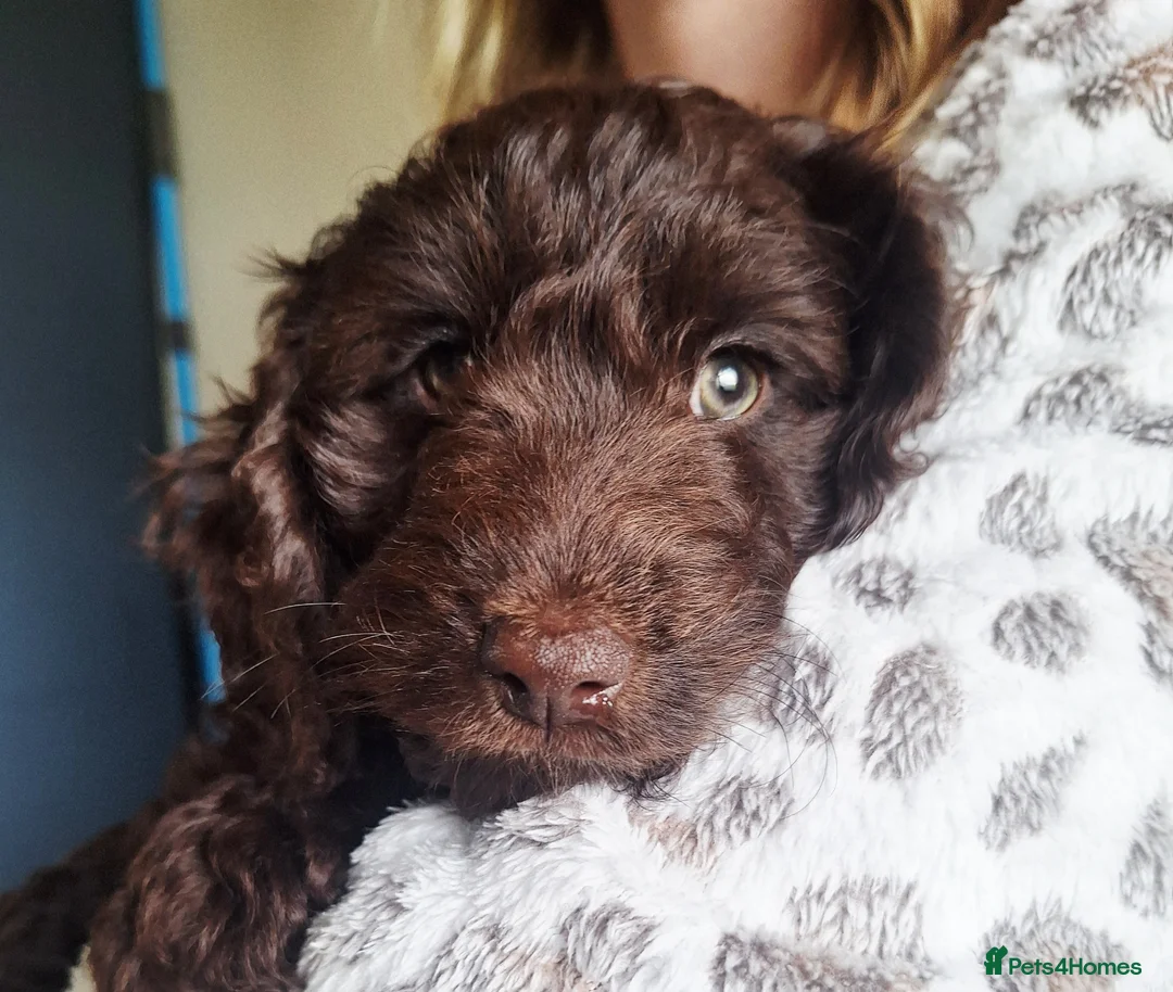 Cockapoo dogs for sale: READY for new homes F1b cockapoo puppies  - Advert 2