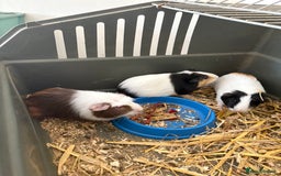 Guinea Pig rodents for sale: Male and female guinea pigs for sale  - Image 9