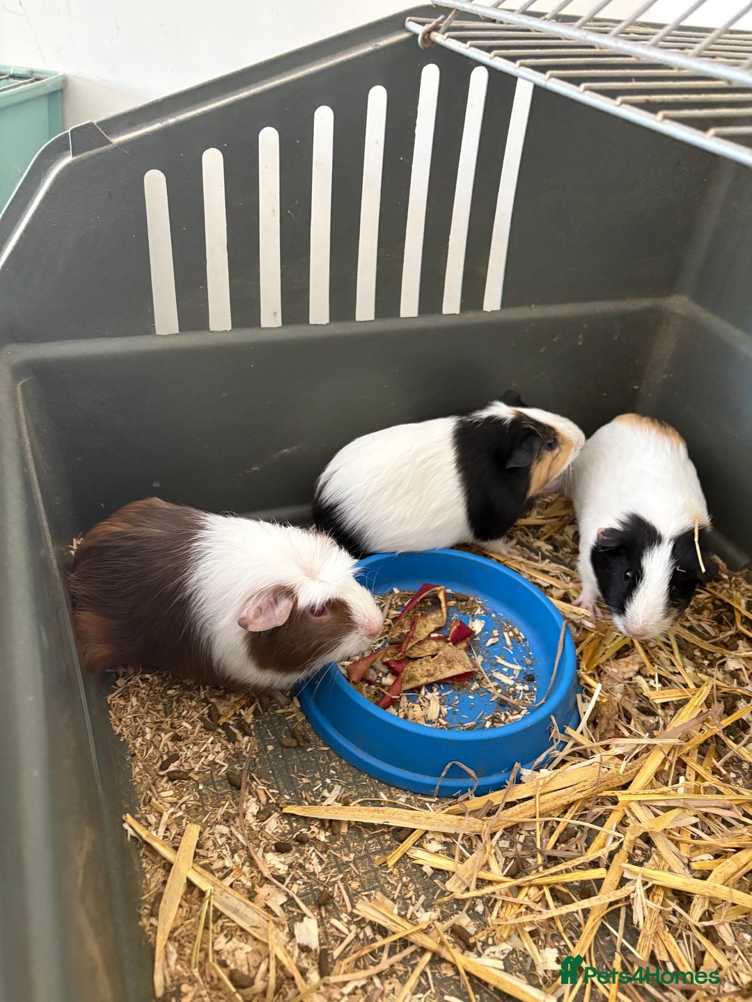 Guinea Pig rodents for sale: Male and female guinea pigs for sale  - Image 9