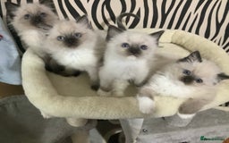 Ragdoll cats for sale: 3 ragdoll girls ready now - Image 4