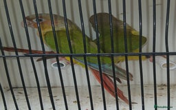 Conures birds for sale: Pineapple Conures Parent reared Dna'd  - Image 7