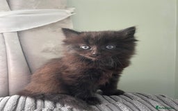 Mixed Breed cats for sale: 3 beautiful Norwegian forest x kittens boy SOLD!! - Image 11