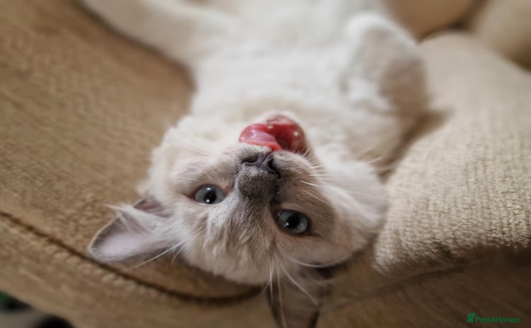 Ragdoll cats - Advert 9