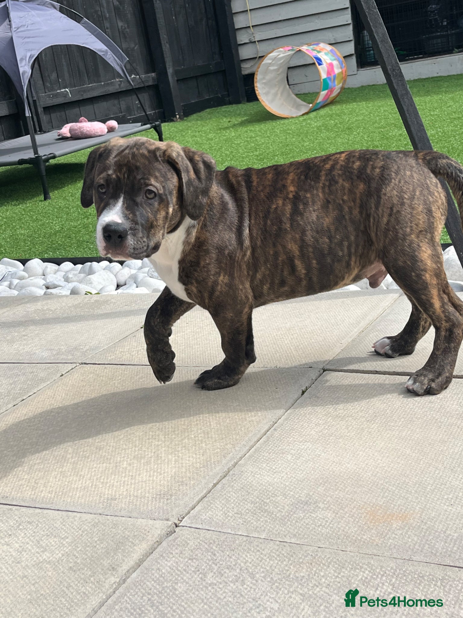 Mixed Breed dogs ⭐️Ready to leave⭐️ Beautiful Bully x staffy pups - Advert 9
