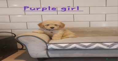 Poochon dogs - Advert 4