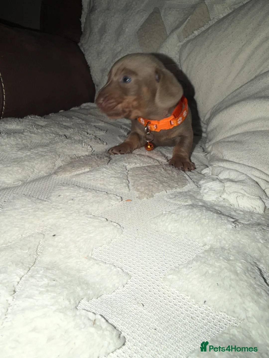 Dachshund dogs for sale: Beautiful dachshund puppies  - Advert 3