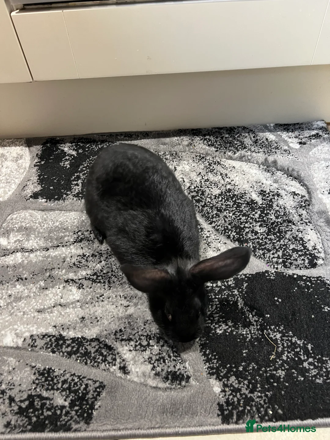 Mixed Breed rabbits for sale: 4 female and one male - Advert 3