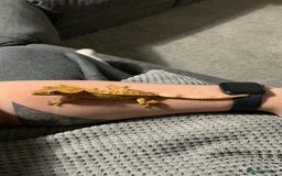 Gecko reptiles for sale: Two Breeding Crested Geckos with Viv  - Image 3