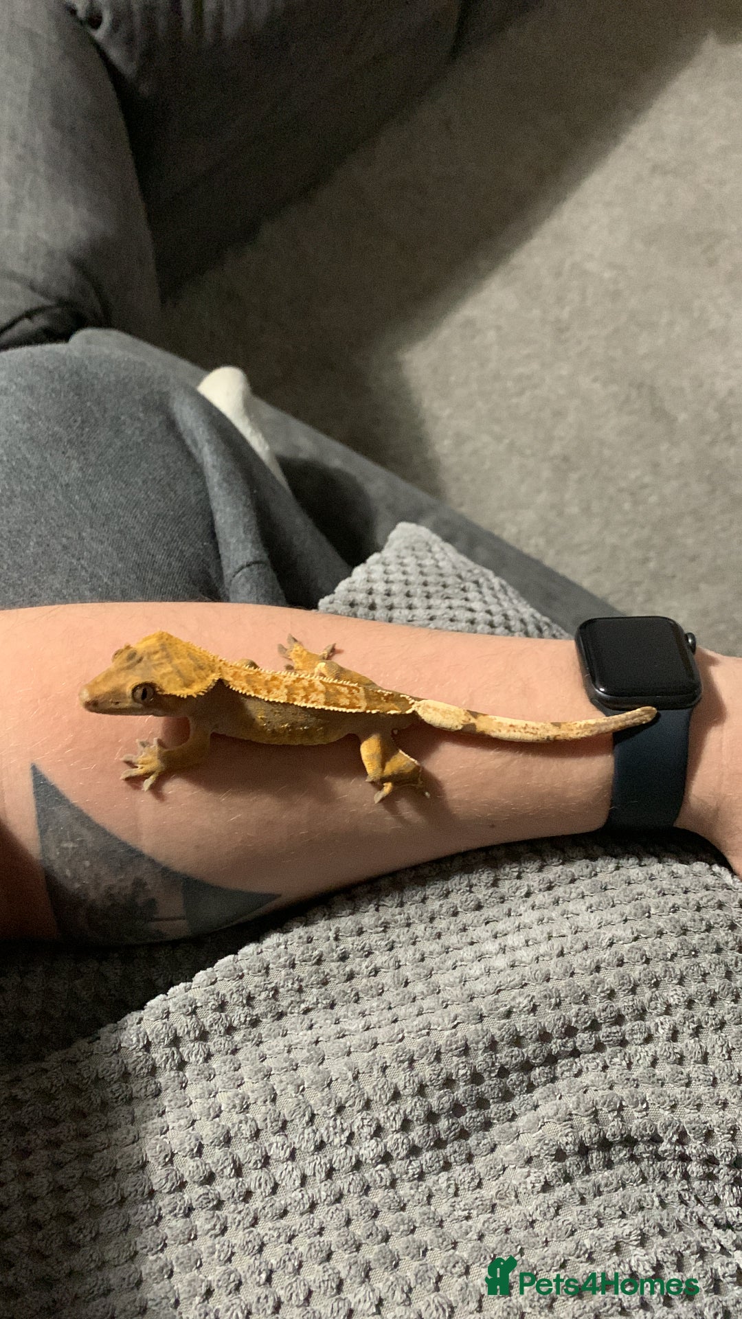 Gecko reptiles for sale: Two Breeding Crested Geckos with Viv  - Image 3
