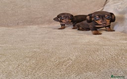 Dachshund dogs for sale: Adorable Dachshunds - Image 5