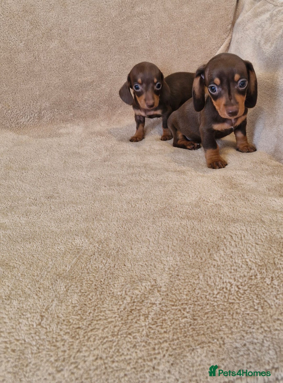 Dachshund dogs for sale: Adorable Dachshunds - Image 5