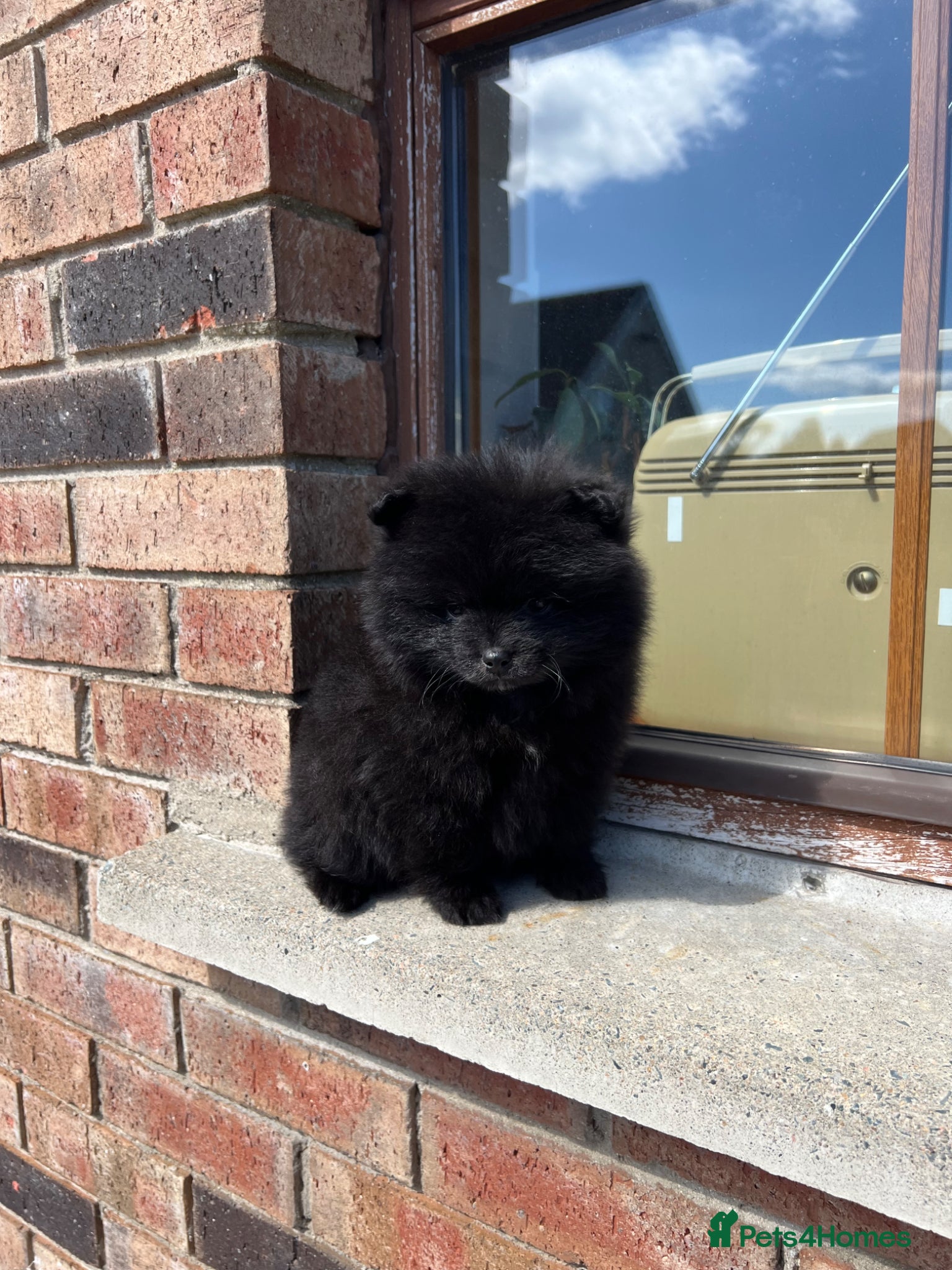 Pomsky dogs Tiny Male Pomsky pups  - Advert 1