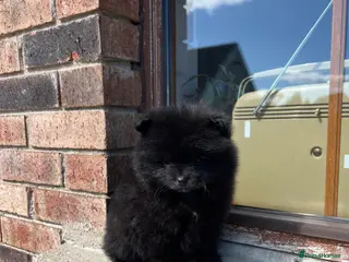 Pomsky dogs Tiny Male Pomsky pups - Advert 9