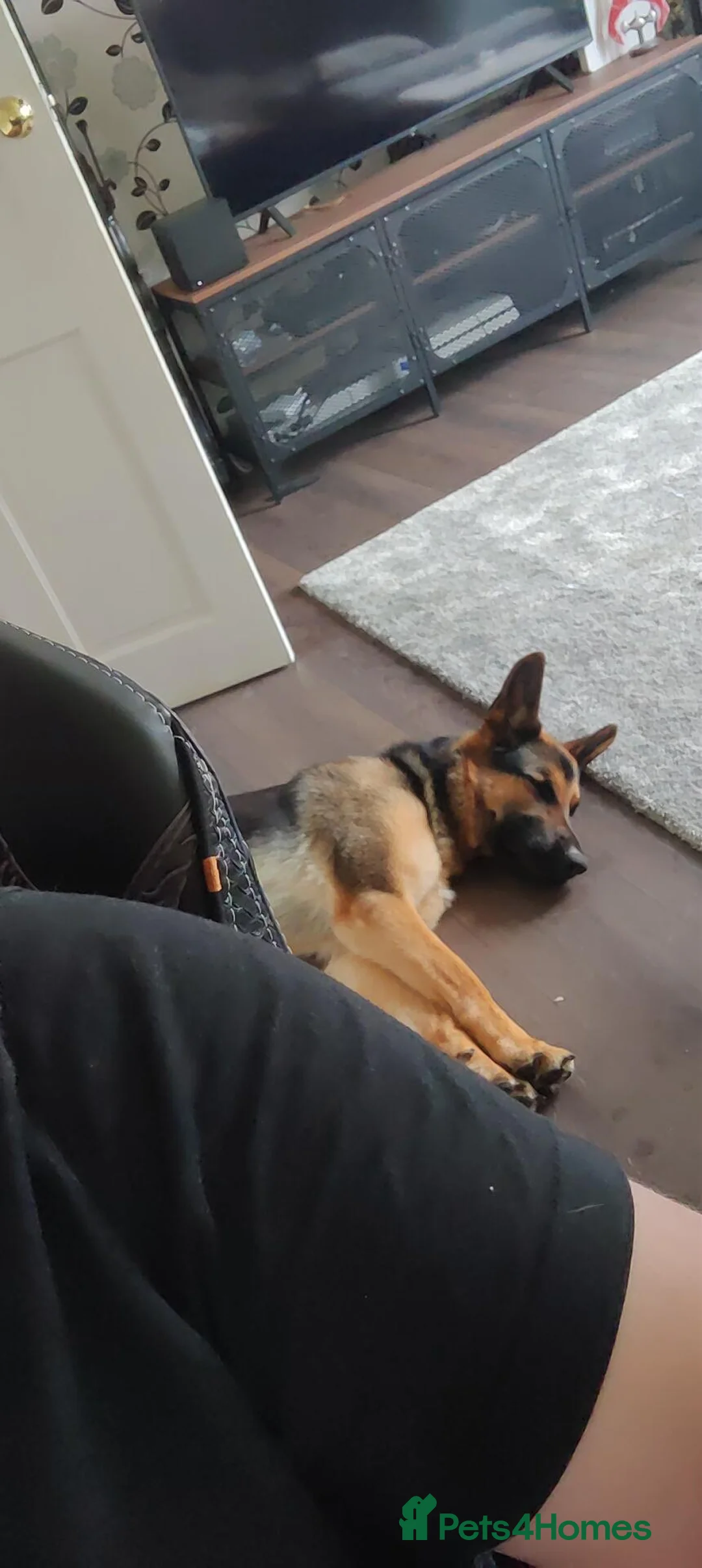 German Shepherd dogs for sale: 2 year old German Shepherd - Advert 3