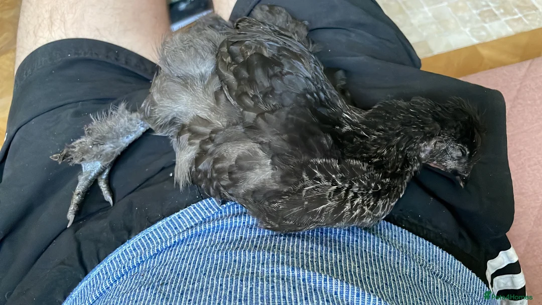Chickens poultry for sale: Friendly little cockerel  in London - Advert 4