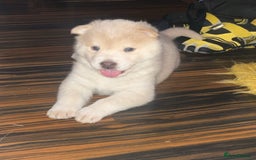 Siberian Husky dogs for sale: 3 fluffy chowski’s  - Advert 5