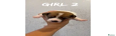 Jack Russell 2