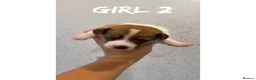 Jack Russell dogs for sale: Jack Russell puppies  - Advert 12