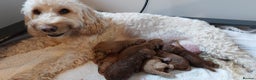 Cockapoo dogs for sale: Home bred, well socialised, trained,F1b cockapoos  - Advert 2