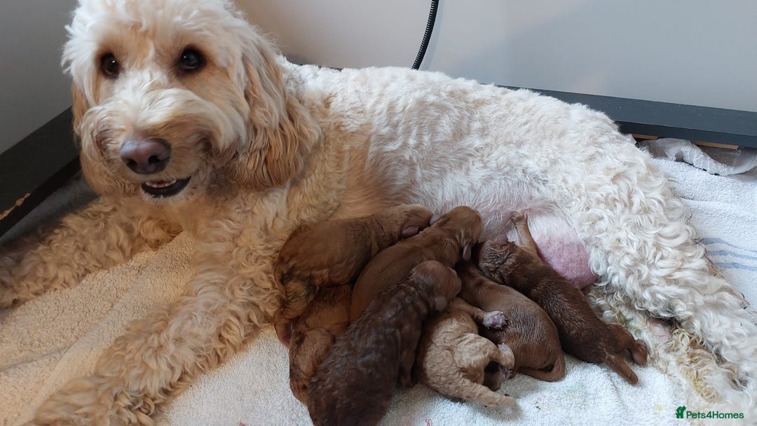Cockapoo dogs for sale: Home bred, well socialised, trained,F1b cockapoos  - Advert 2