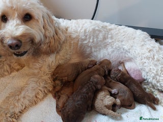 Cockapoo dogs Home bred, well socialised, trained,F1b cockapoos - Advert 1