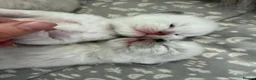 Ragdoll cats for sale: Beautiful Ragdoll Type kittens HCM and PKD free  - Advert 15