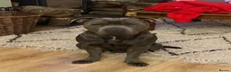 Staffordshire Bull Terrier dogs for stud: Frank. - Advert 7