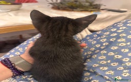 Bengal cats for sale: Mixed Breed Kittens  - Image 14