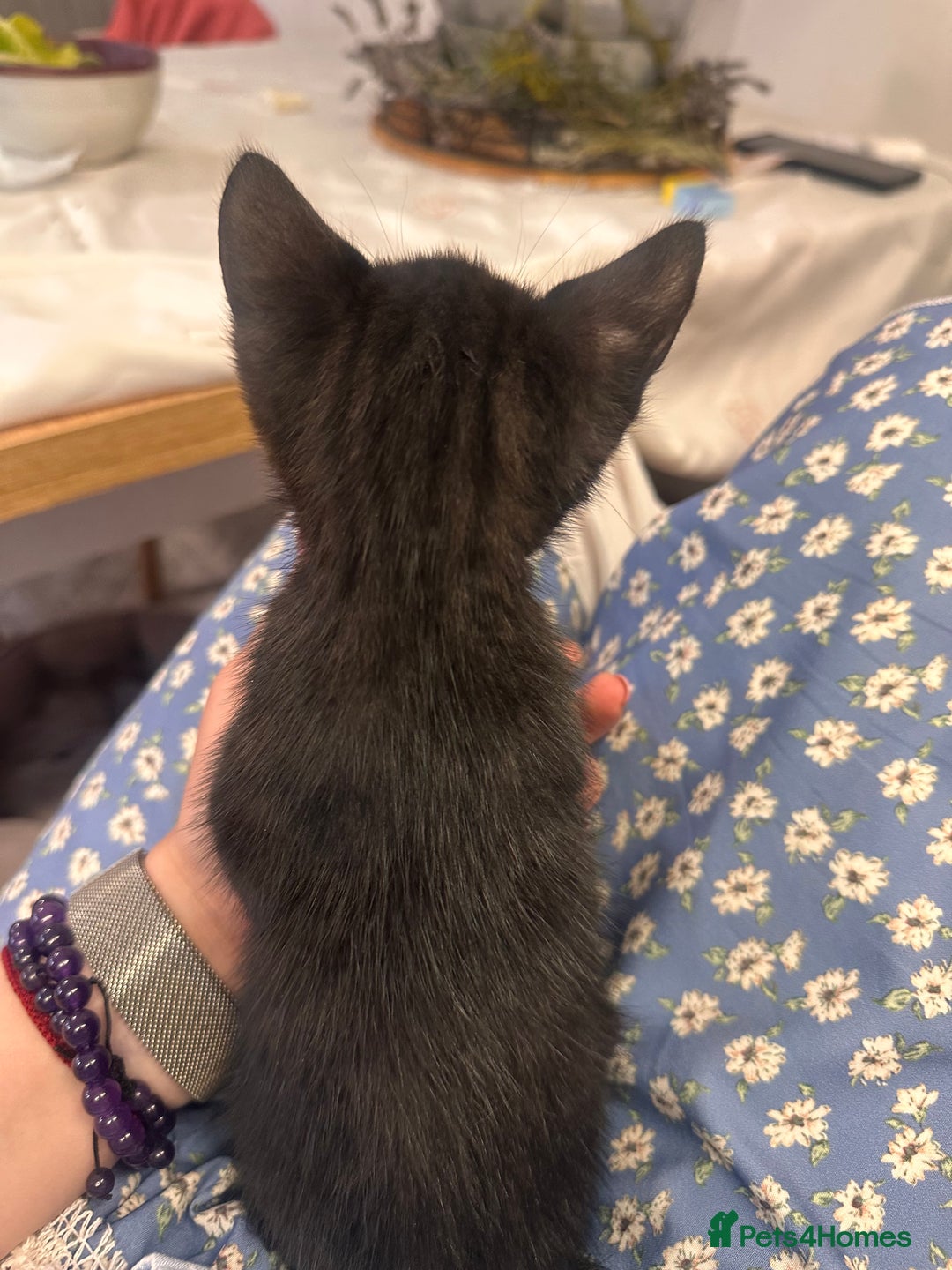 Bengal cats for sale: Mixed Breed Kittens  - Image 14