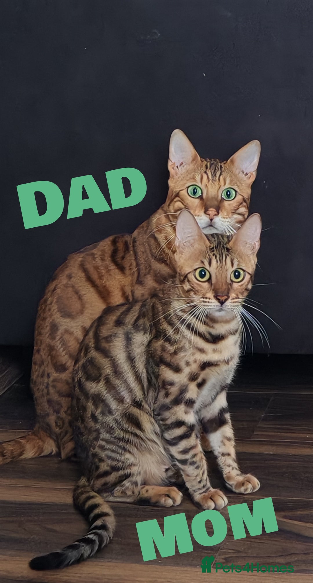 Bengal cats for sale: Bengal kittens - 2 girls and 1 boy - Advert 3