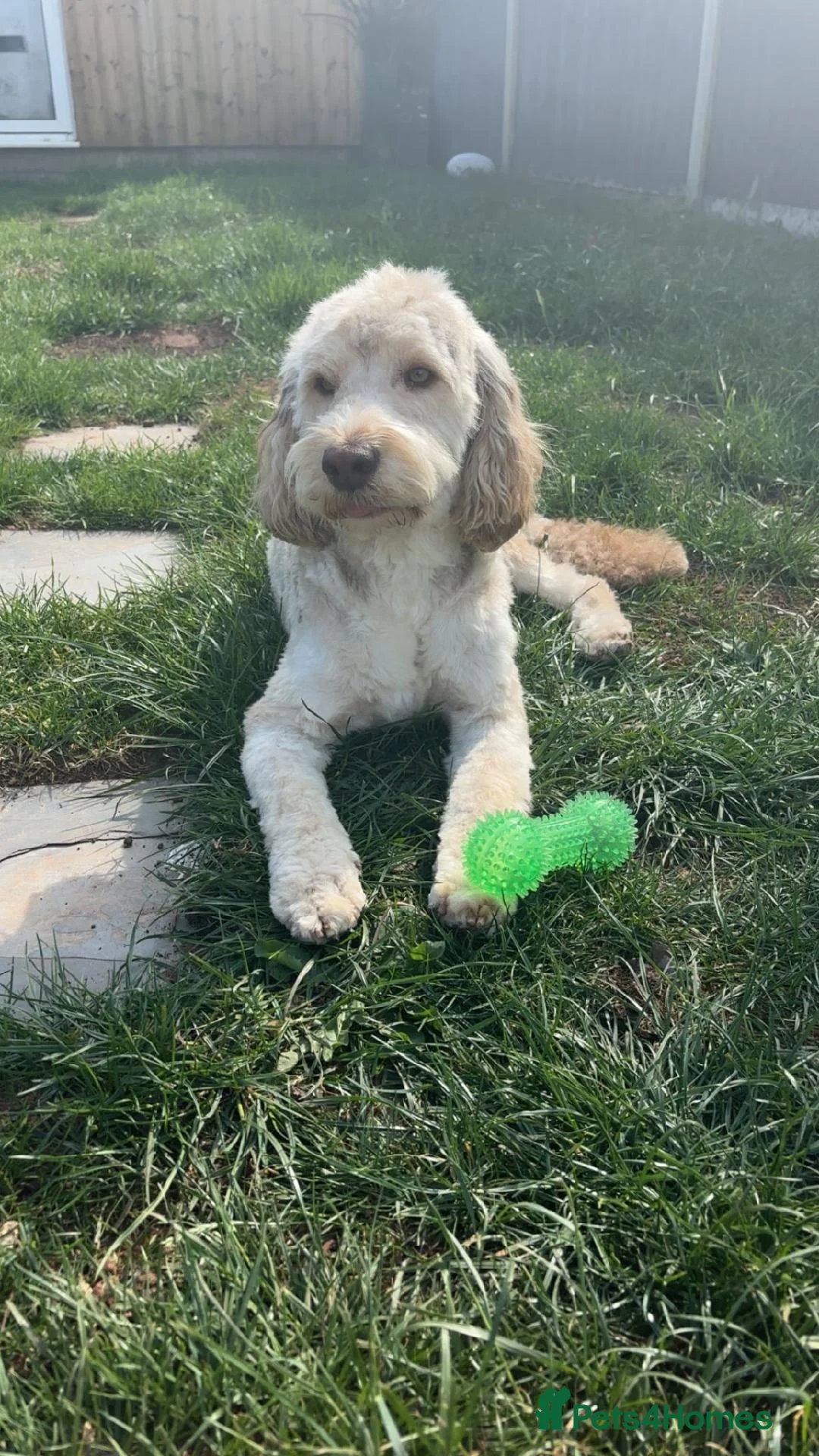 Cockapoo dogs for stud: F1b Sable Cockapoo For Stud  - Advert 2