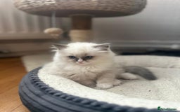 Ragdoll cats for sale: Adorable Kittens Looking for Their Forever Home - Image 12