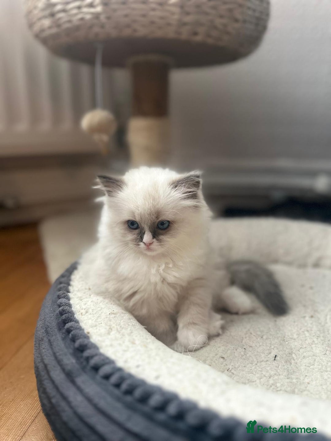 Ragdoll cats for sale: Adorable Kittens Looking for Their Forever Home - Image 12