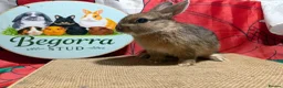 Netherland Dwarf rabbits for sale: Gorgeous Netherland dwarfs ready now - Advert 4
