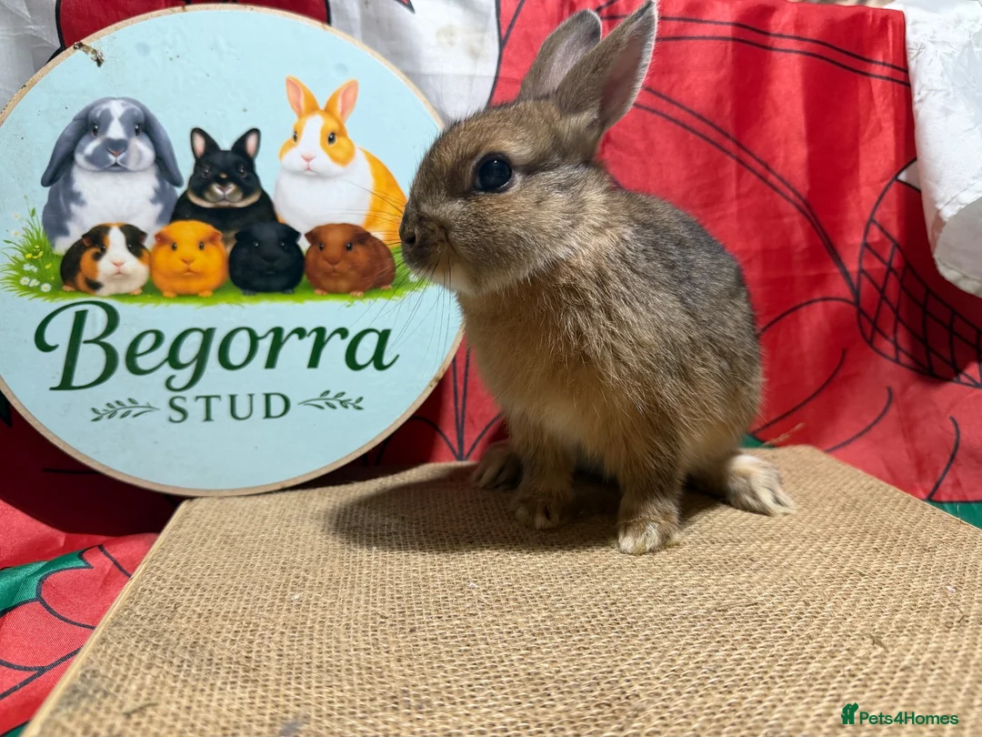 Netherland Dwarf rabbits for sale: Gorgeous Netherland dwarfs ready now - Advert 4