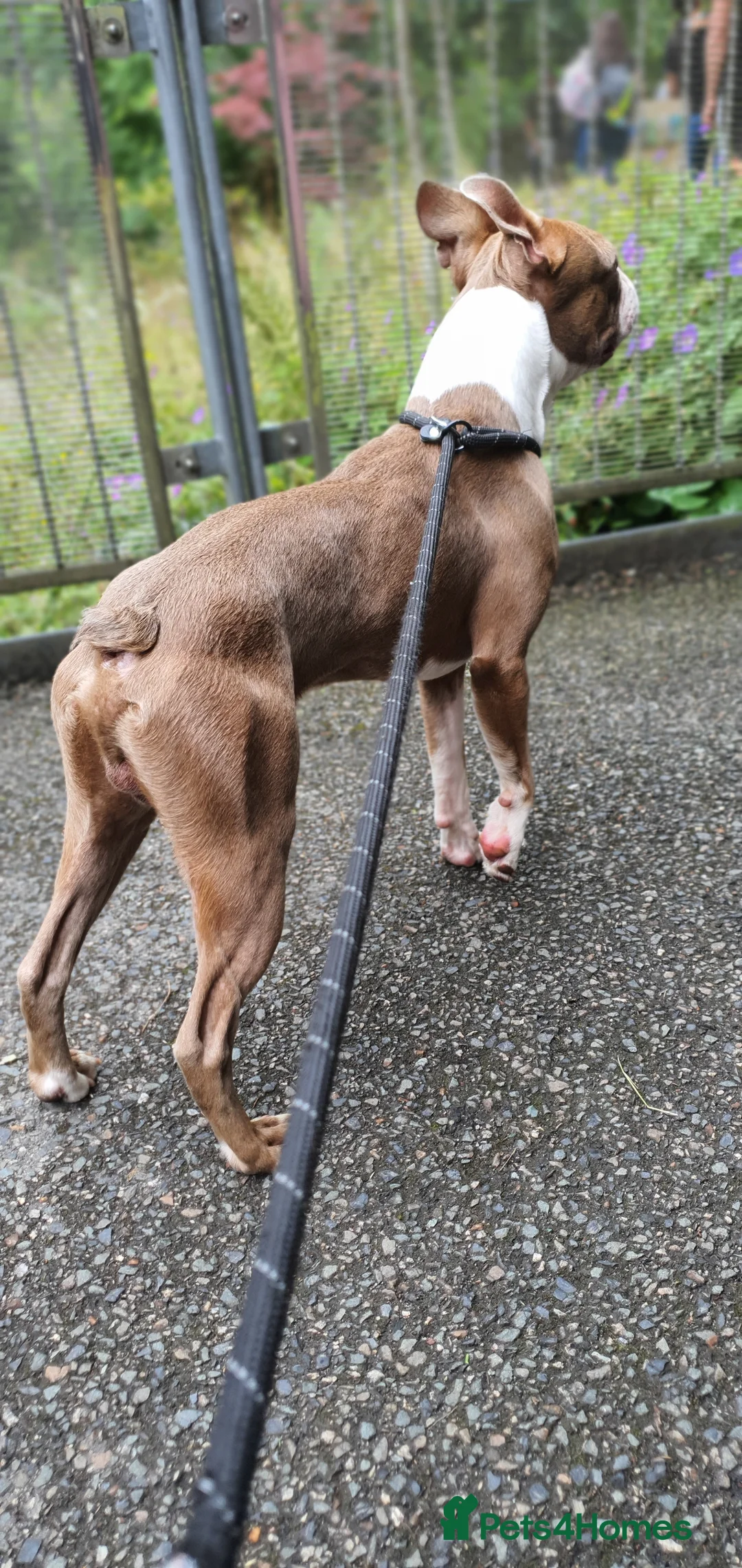 Boston Terrier dogs for stud: Beautiful boston for stud in Manchester - Advert 8