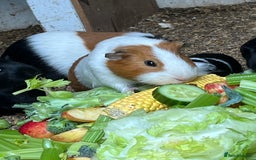 Guinea Pig rodents for sale: Beautiful Baby Guinea Pigs🐹 - Image 15