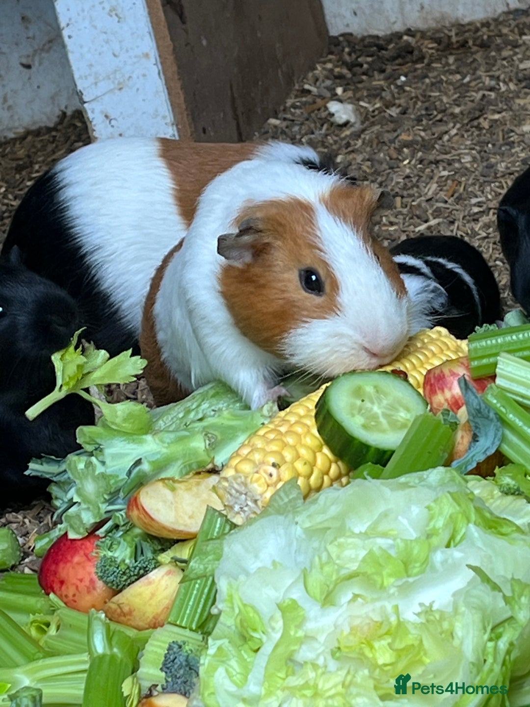 Guinea Pig rodents for sale: Beautiful Baby Guinea Pigs🐹 - Image 15