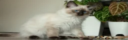 Ragdoll cats for sale: Beautiful Seal Point Male Ragdoll Kitten - GCCF - Advert 3