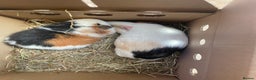 Guinea Pig rodents for sale: 2 bonded male guinea pigs - Advert 11