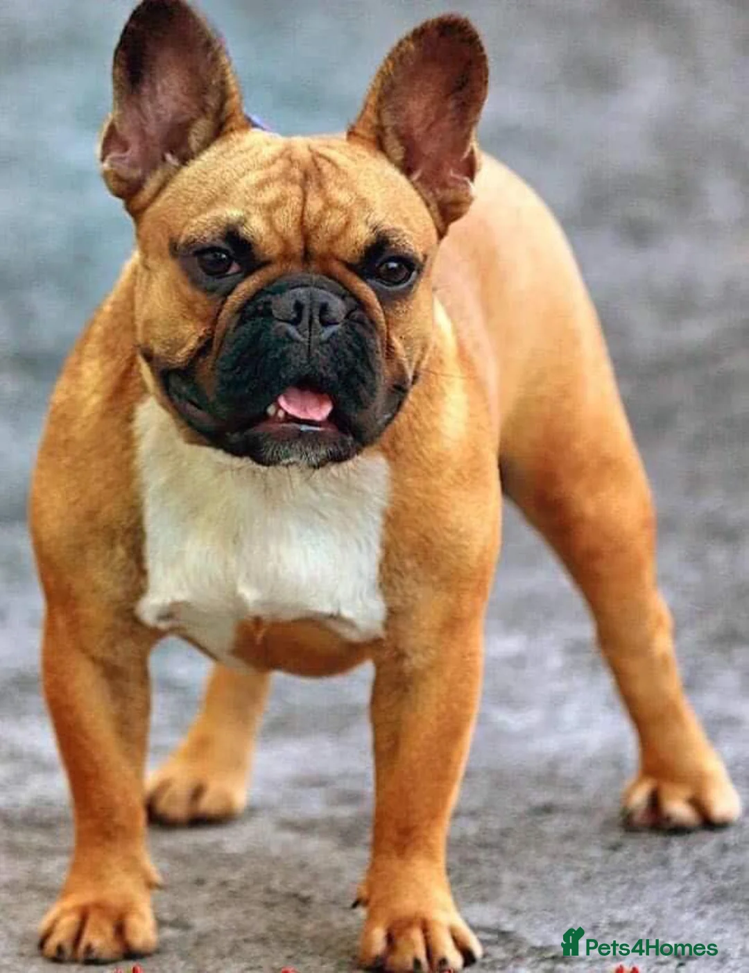 French Bulldog dogs for stud: National Champion French Bulldog at Stud. KC Reg - Advert 1