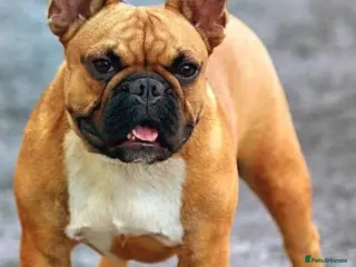 French Bulldog dogs National Champion French Bulldog at Stud. KC Reg - Advert 1