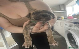 Greyhound dogs for sale: 10 weeks old greyhound boy - Image 9
