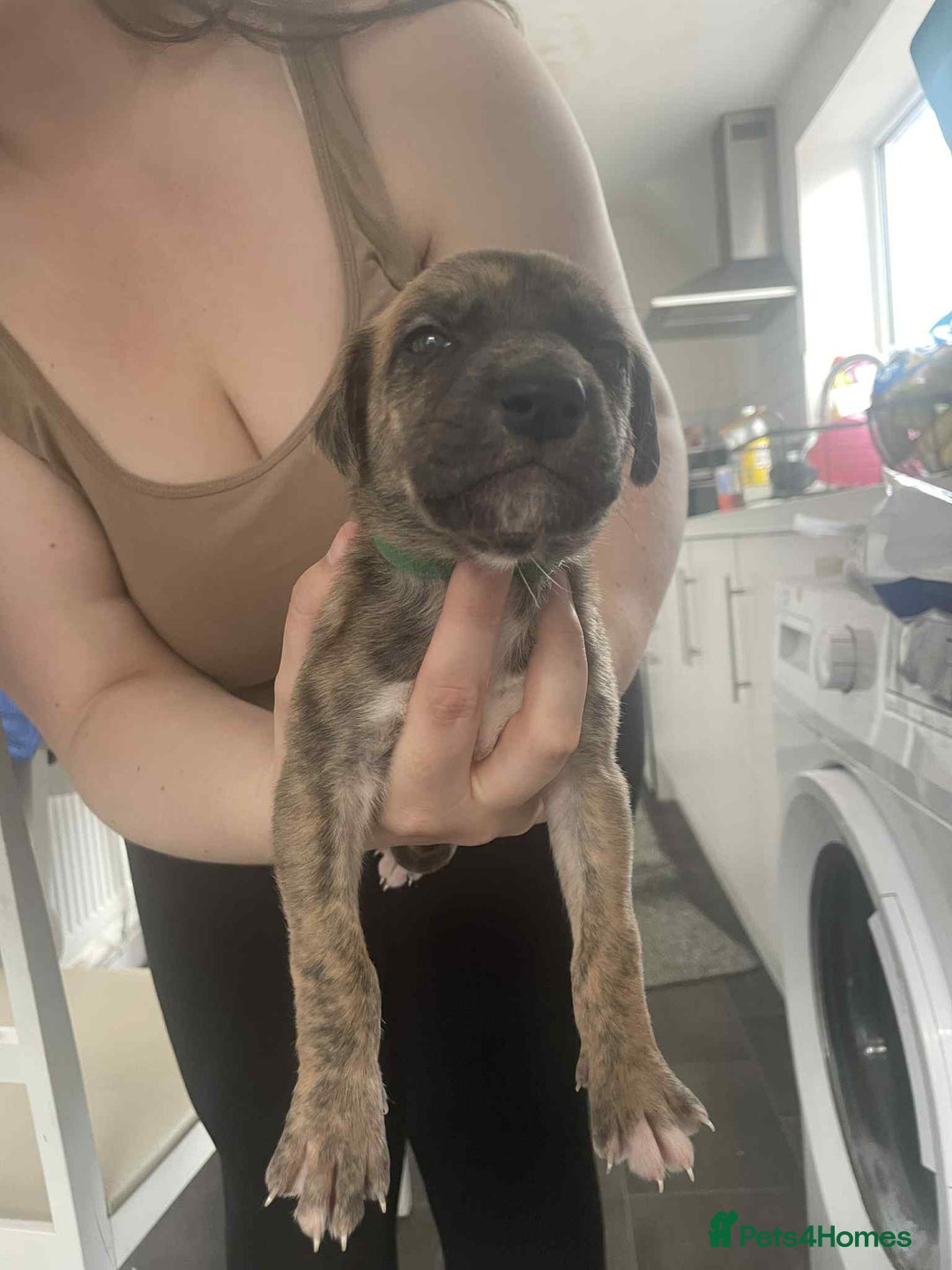 Greyhound dogs for sale: 10 weeks old greyhound boy - Image 9