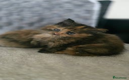 LaPerm cats for sale: 8 Laperm mix kittens, curly & long-haired - Advert 1